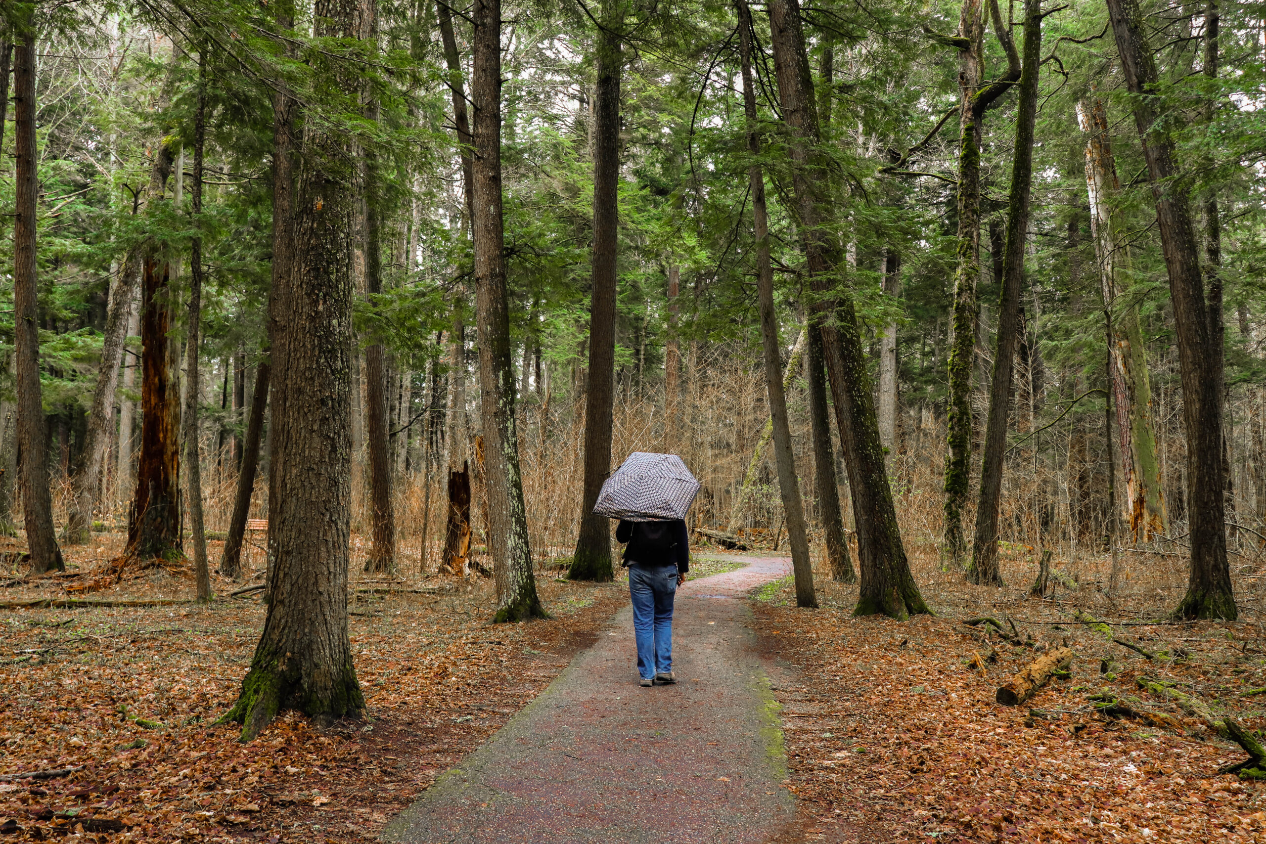 Hartwick Pines State Park - Saving Time in a Bottle